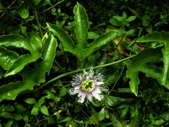 Passiflora edulis edulis