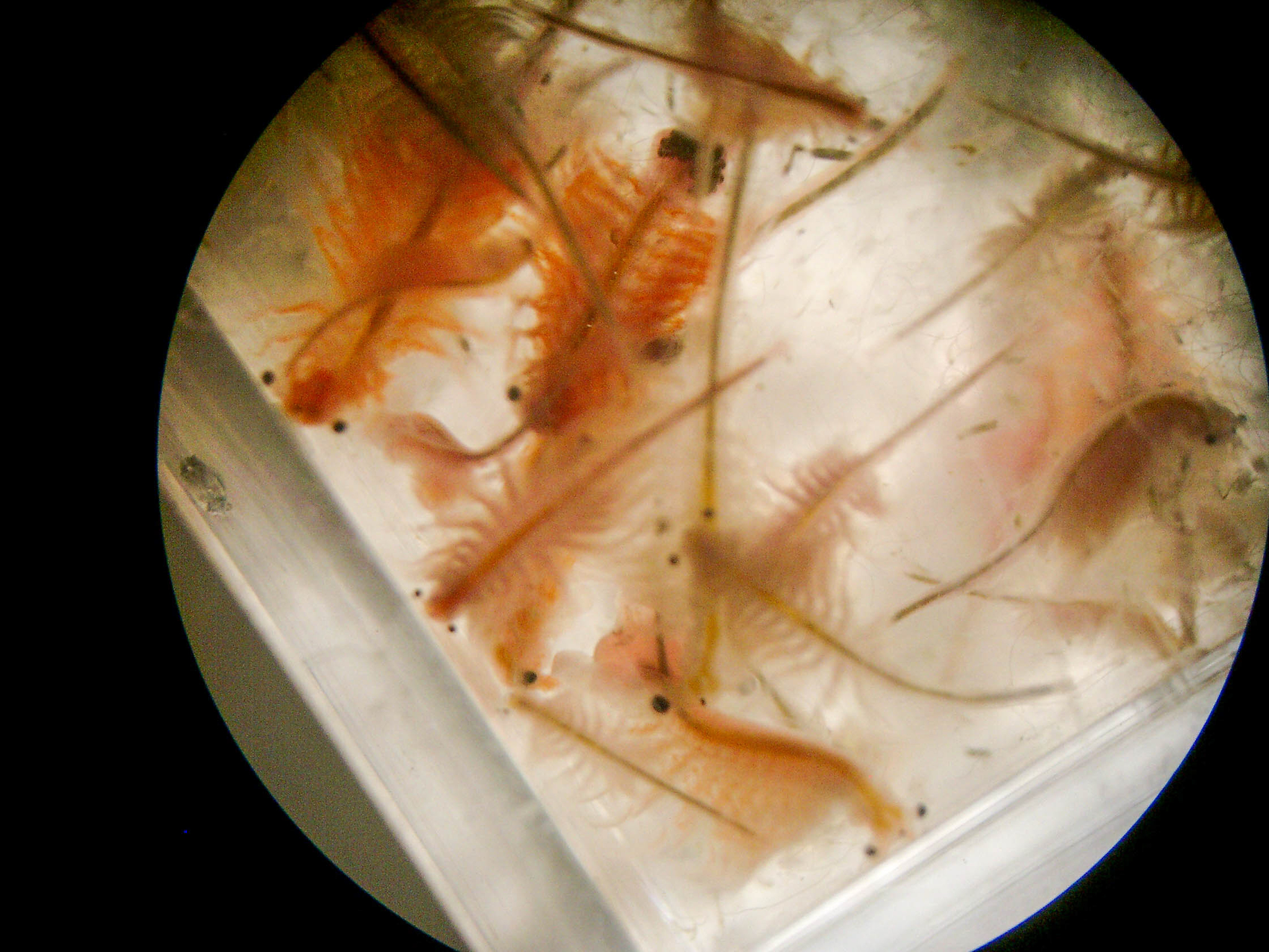 Artemia monica Verrill, 1869