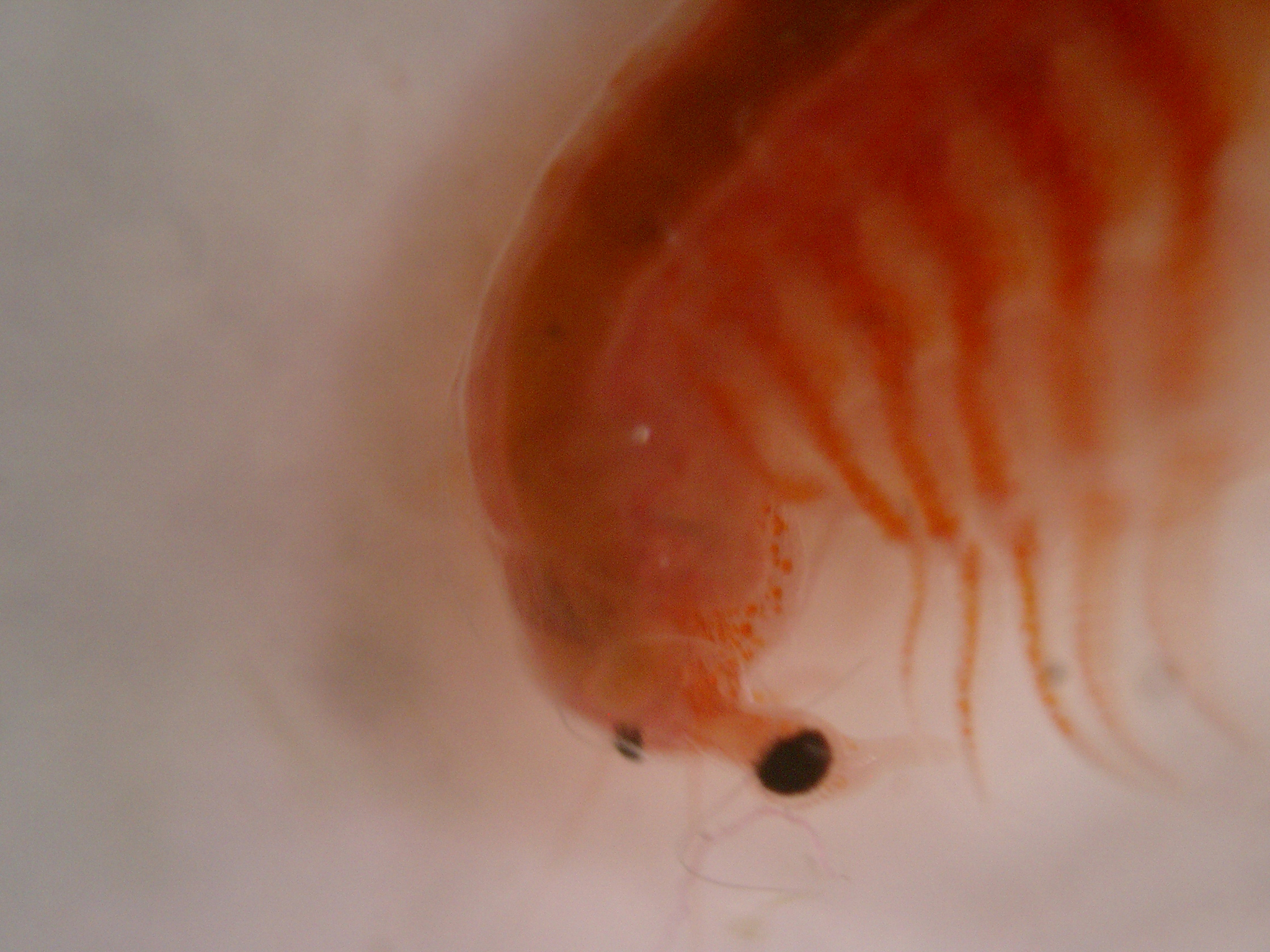 Artemia monica Verrill, 1869