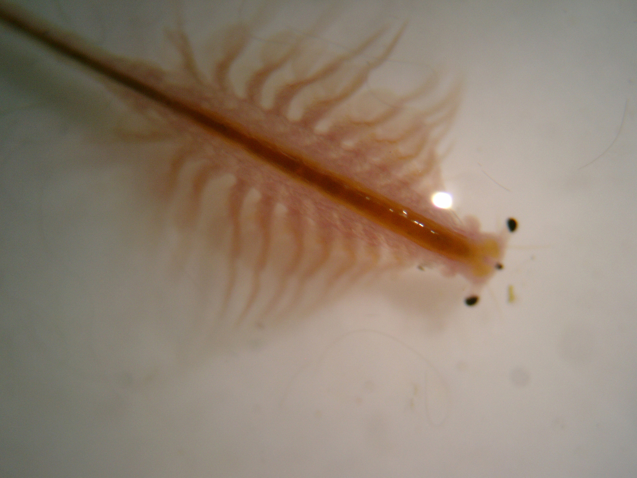 Artemia monica Verrill, 1869