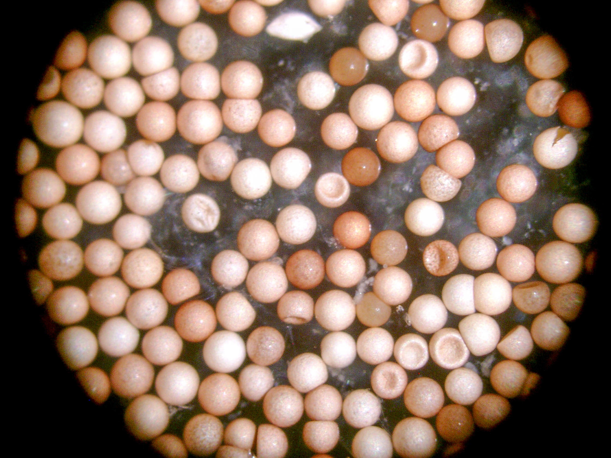 Artemia monica Verrill, 1869