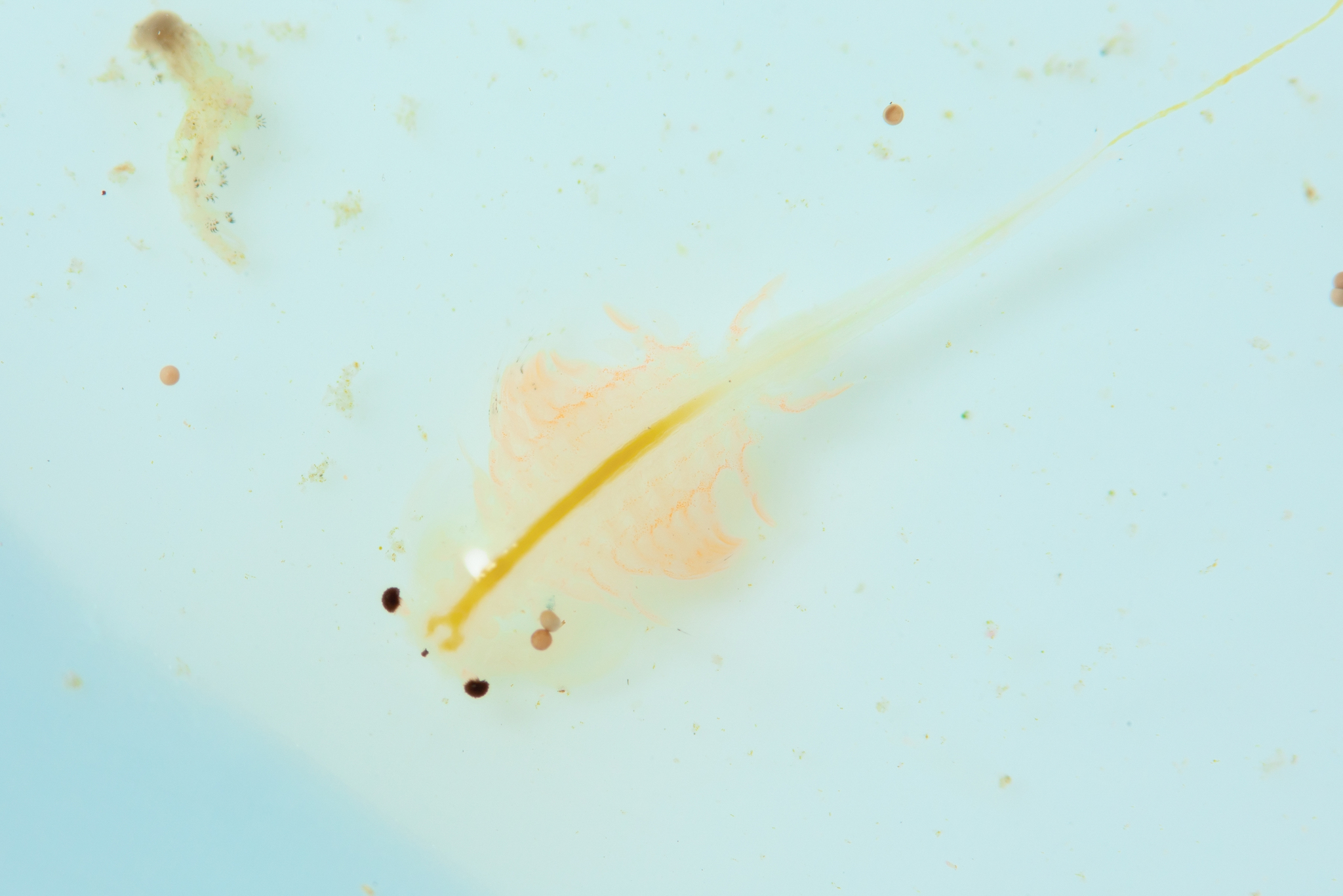 Artemia monica Verrill, 1869