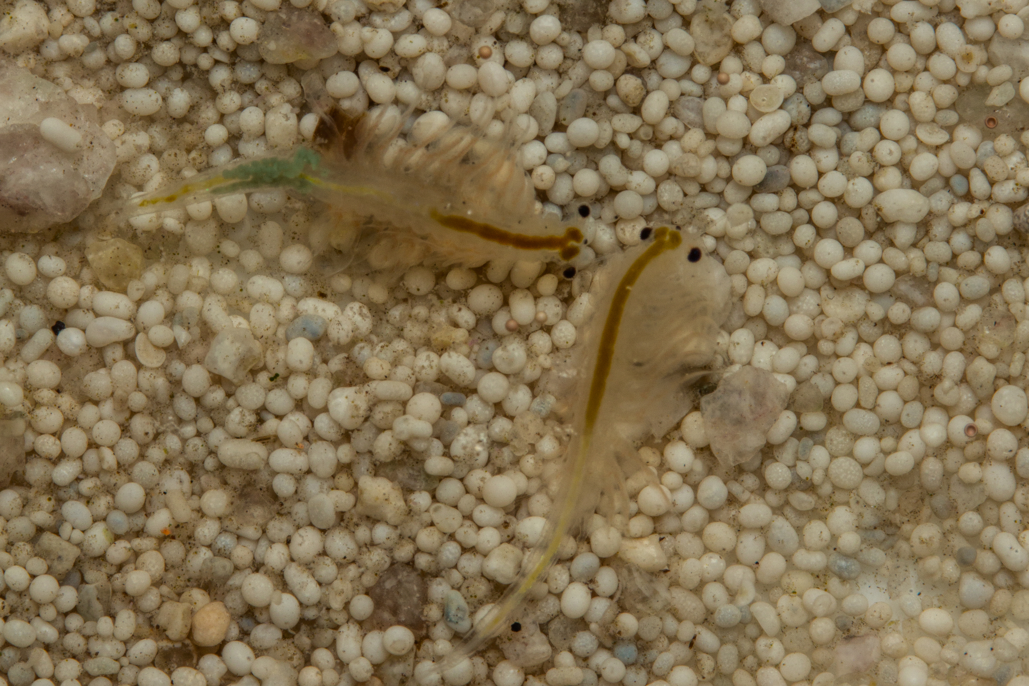 Artemia monica Verrill, 1869