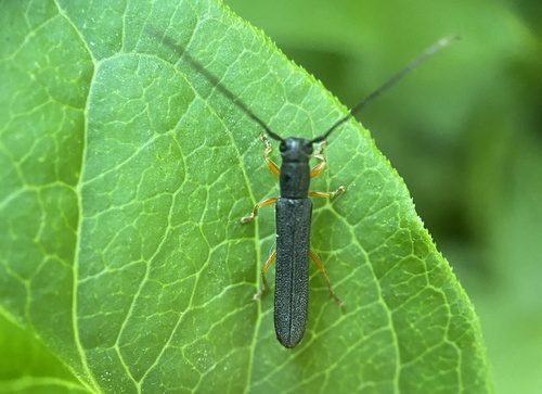 Oberea flavipes