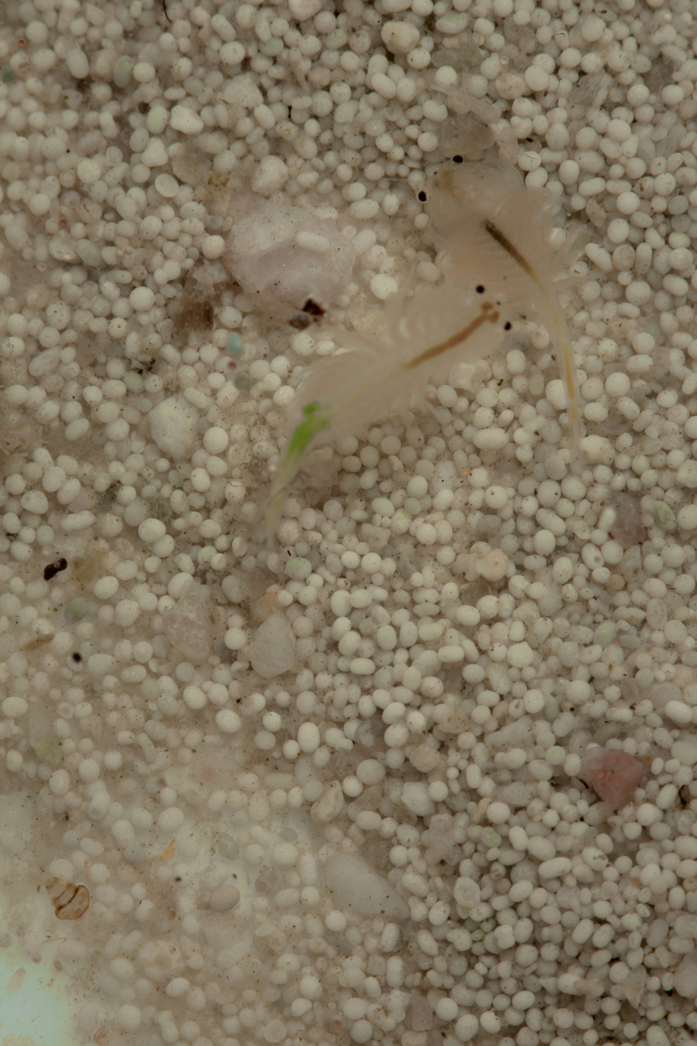 Artemia monica Verrill, 1869