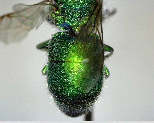 iNaturalist observation photo of Chrysura