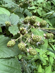 Rubus