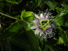 Passiflora edulis edulis