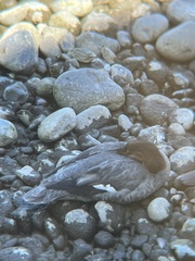 Mergus merganser americanus