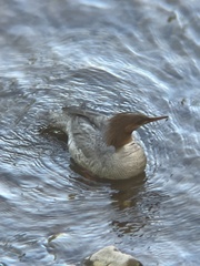 Mergus merganser americanus