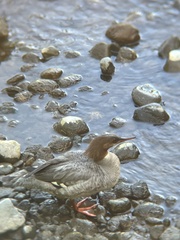 Mergus merganser americanus