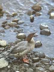 Mergus merganser americanus