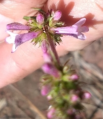 Penstemon peckii