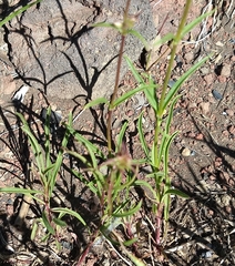 Penstemon peckii