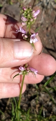 Penstemon peckii