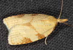 Cenopis directana