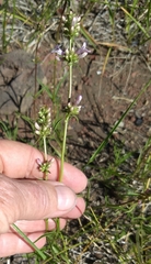 Penstemon peckii