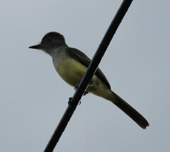 Myiarchus ferox
