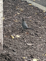 Dumetella carolinensis