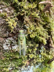 Vagitanus terminalis