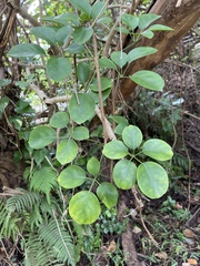 Heptapleurum ellipticum