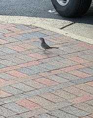 Dumetella carolinensis