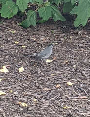 Dumetella carolinensis