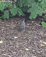 Dumetella carolinensis