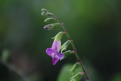 Asystasia dalzelliana