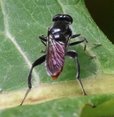 Xylota bicolor