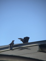 Corvus brachyrhynchos