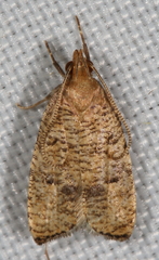 Psilocorsis cryptolechiella