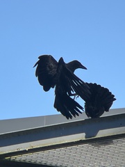 Corvus brachyrhynchos