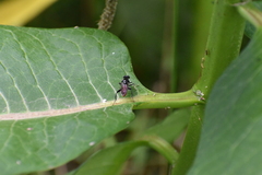 Xylota bicolor