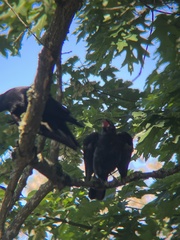 Corvus brachyrhynchos