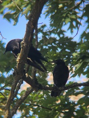 Corvus brachyrhynchos