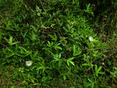 Passiflora edulis edulis