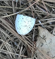 Antrostomus carolinensis