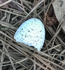 Antrostomus carolinensis