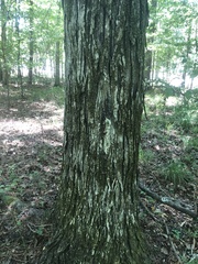 Carya carolinae-septentrionalis