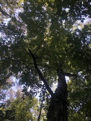 Carya carolinae-septentrionalis