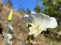 Calochortus howellii