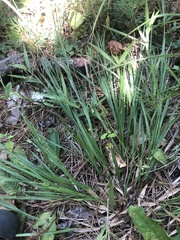Dichanthelium angustifolium