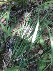 Dichanthelium angustifolium