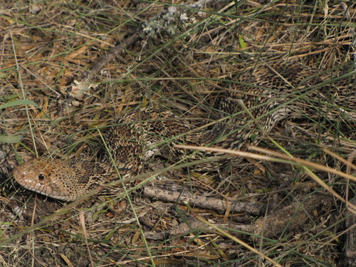 Pituophis catenifer
