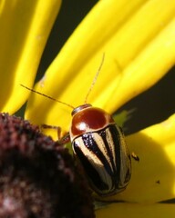 Zygogramma suturalis