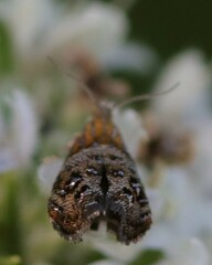 Tebenna gnaphaliella