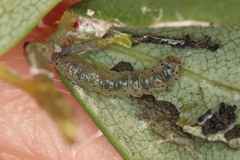 Anacampsis lupinella