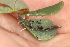 Anacampsis lupinella