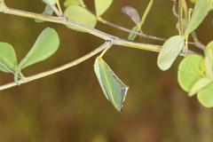 Anacampsis lupinella